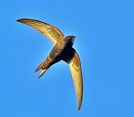 1 Swift 2022 06 12 Bradford on Avon0