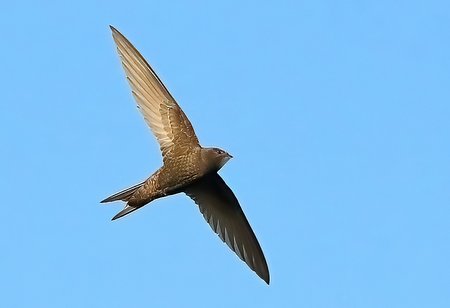 1 Swift 2022 06 17 Bradford on Avon50