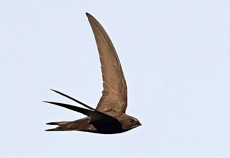 1 Swift 20222 07 18 Bradford on Avon105