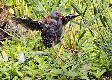 1 Water Rail 2022 08 24 Langford Lakes