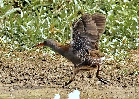 1 Water Rail 2022 08 28 Langford Lakes