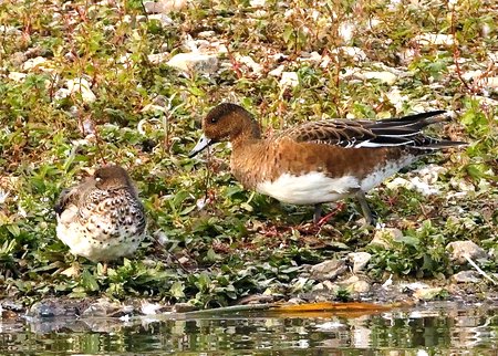 1 Wigeon 2022 10 11 Langford Lakes