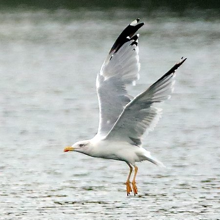 1 Yellow Legged Gull 2022 09 03 Langford Lakes1