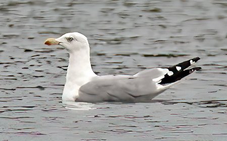 1 Yellow legged Gull 2022 09 08 Langford Lakes