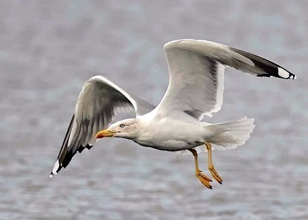 1 Yellow legged Gull 2022 10 31 Langford Lakes6