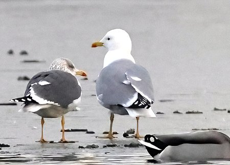 1 Yellow legged Gull 2022 12 17 Langford Lakes1