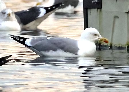 1 Yellow legged Gull 2022 12 17 Langford Lakes5