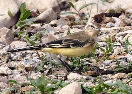 1 Yellow Wagtail 2022 08 02 Langford Lakes