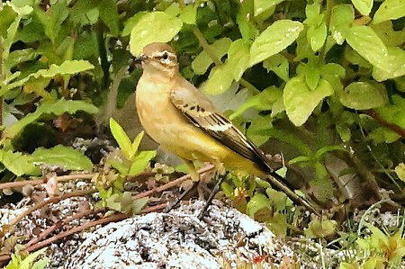 1 Yellow Wagtail 2022 08 24 Langford Lakes