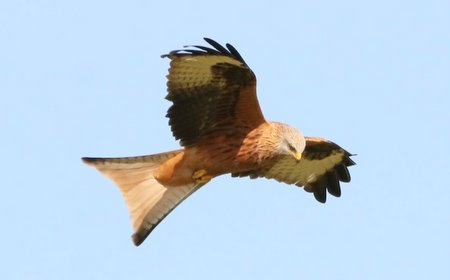 1 img 2869