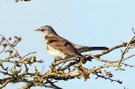 1 img 4343