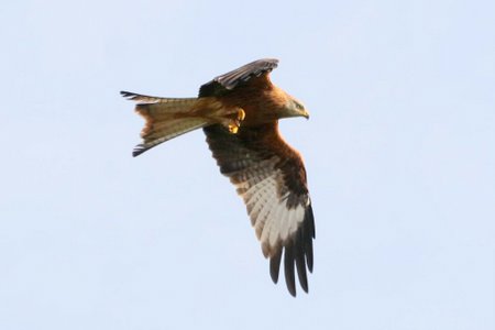1 img 4786jpg