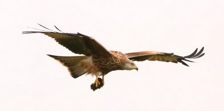 1 img 5308