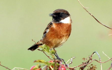 1 img 7831