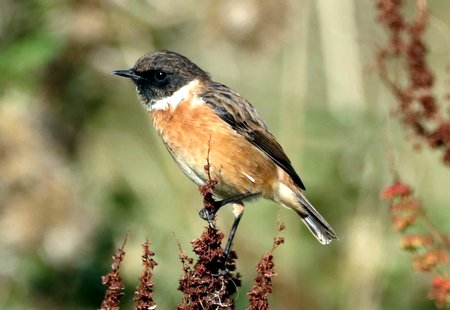 1 img 9044 1