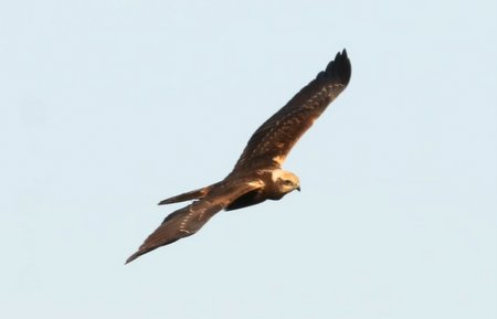 1 img 9452