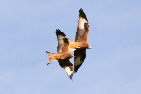 1 img 9943 1
