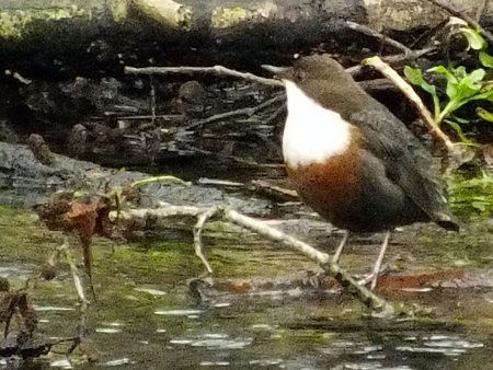 20220103 Dipper DKP Marlb 01