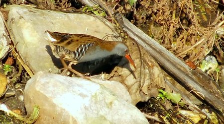 20220105 Water Rail and Moorhen Minal DKP 01