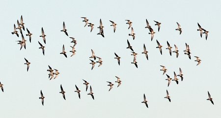 Golden Plover 2022 01 14 SPTA East