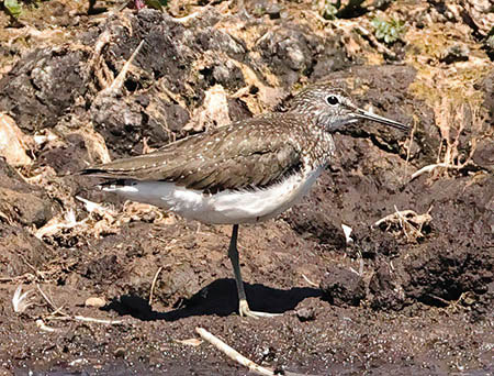 Green Sandpiper 2022 06 20 Langford Lakes2bbb