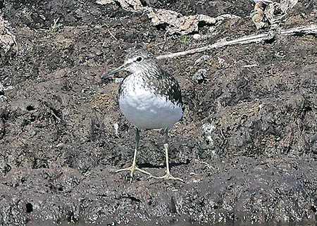 Green Sandpiper 2022 07 14 Langford Lakes copyaaa