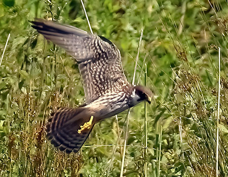 Hobby 2022 06 20 Langford Lakes2bbb