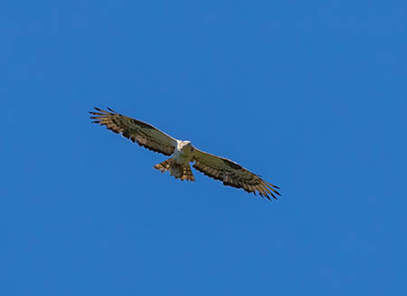 Image 1aaa