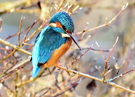 Kingfisher 2022 01 12 Bradford on Avon3