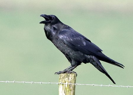 Raven 2022 01 15 Mere Down