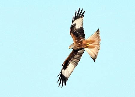 Red Kite 2022 01 14 SPTA East1