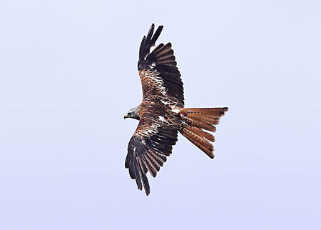 Red Kite 2022 07 14 Langford Lakes copyaaa