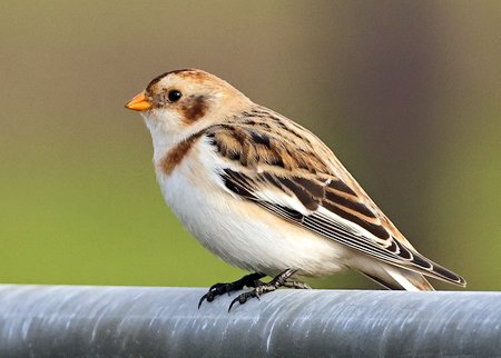 Snow Bunting 2022 01 15 Mere Down00