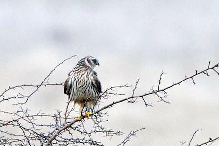 ringtail hh 010122
