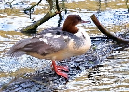 1 Goosander 2023 01 14 Fonthill Bishop