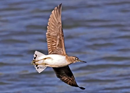 1 Green Sandpiper 2023 10 17 Langford Lakes1