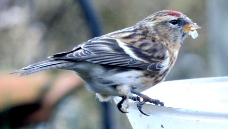 1 IMG 5051