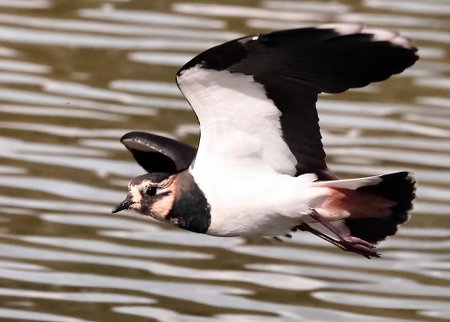 1 Lapwing 2023 09 22 Langford Lakes2