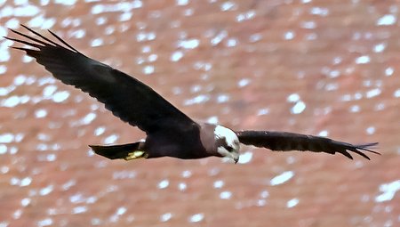 1 Marsh Harrier 2023 09 08 Langford Lakes3