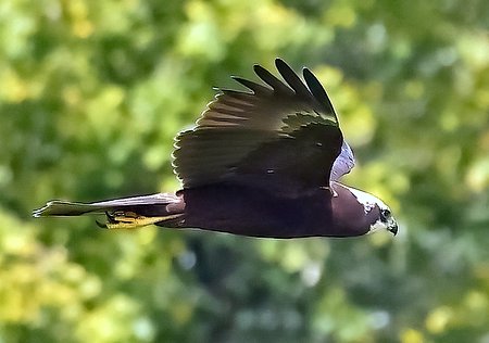 1 Marsh Harrier 2023 09 08 Langford Lakes7