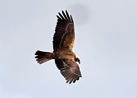 1 Marsh Harrier 2023 09 14 Langford Lakes