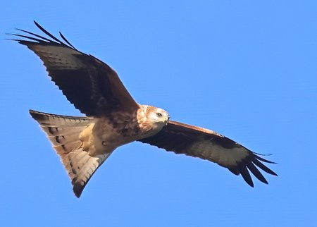 1 Red Kite 2023 10 17 Langford Lakes1