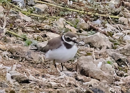 1 Ringed Plover 2023 09 14 Langford Lakes
