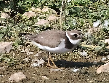 1 Ringed Plover 2023 09 15 Langford Lakes1
