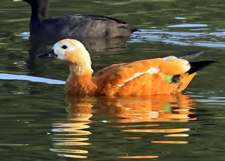 1 Ruddy Shelduck2030 09 30 Langford Lakes