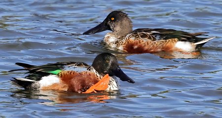 1 Shoveler 2023 10 17 Langford Lakes4
