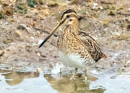 1 Snipe 2023 09 15 Langford Lakes1