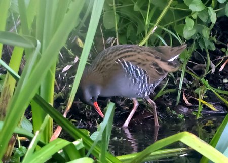 1 Water Rail 2030 09 30 Langford Lakes