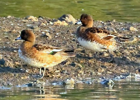 1 Wigeon 2030 09 30 Langford Lakes
