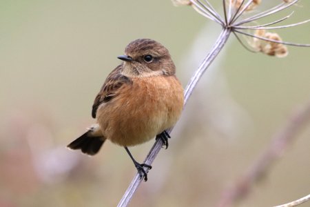 1 img 0608